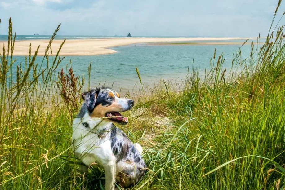 Humberston Fitties: a dog on the dunes looking out over the sandbar and estuary.